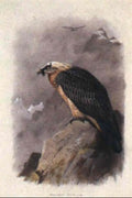 archibald thorburn bearded vulture or lammergeier A4 Photo Print