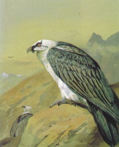 archibald thorburn bearded vulture A4 Photo Print