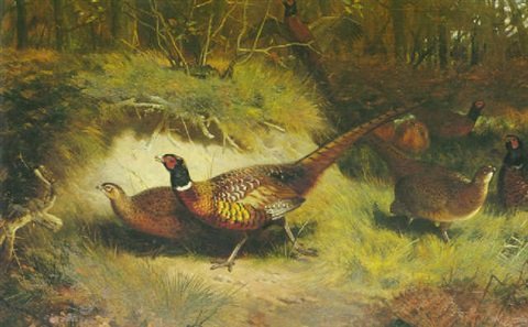 archibald thorburn beating the coverts pheasants A4 Photo Print