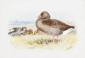 archibald thorburn bewicks swan   greylag goose pair A4 Photo Print