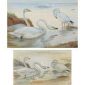 archibald thorburn bewicks swan and snow goose two works framed together A4 Photo Print