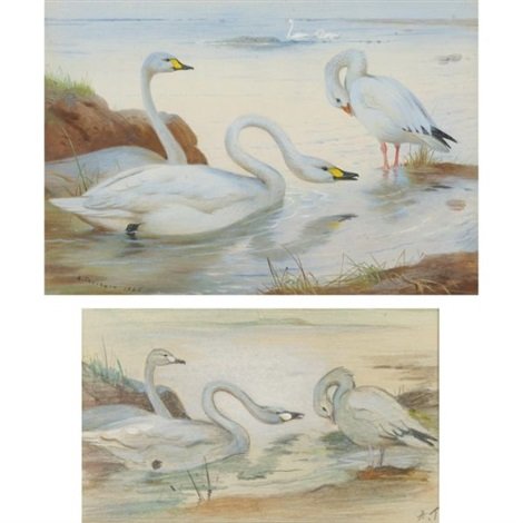 archibald thorburn bewicks swan and snow goose two works framed together A4 Photo Print