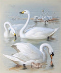 archibald thorburn bewicks swan whooper swan and mute swan A4 Photo Print