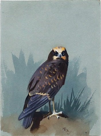 archibald thorburn bird of prey A4 Photo Print