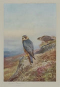 archibald thorburn birds of prey folio of 12 works A4 Photo Print