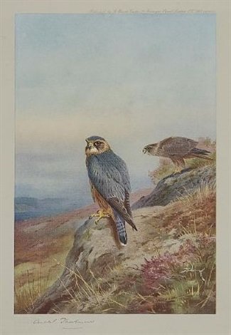 archibald thorburn birds of prey folio of 12 works A4 Photo Print