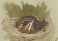 archibald thorburn bittern in nest A4 Photo Print