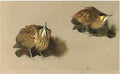 archibald thorburn bittern studies A4 Photo Print