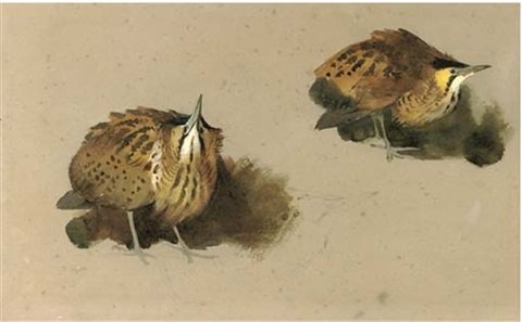 archibald thorburn bittern studies A4 Photo Print
