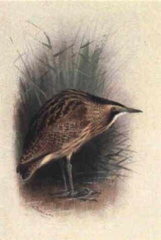 archibald thorburn bittern A4 Photo Print