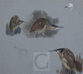archibald thorburn bitterns and a bewick swan head A4 Photo Print