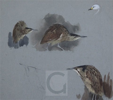 archibald thorburn bitterns and a bewick swan head A4 Photo Print