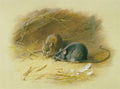archibald thorburn black and brown rats A4 Photo Print