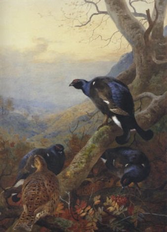 archibald thorburn black cock and grey hen on a rowan tree A4 Photo Print
