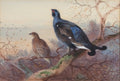 archibald thorburn black cock and grey hen A4 Photo Print