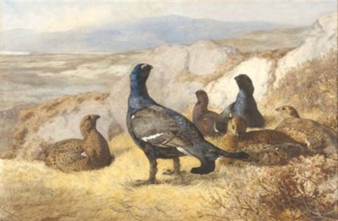 archibald thorburn black cock disturbed A4 Photo Print