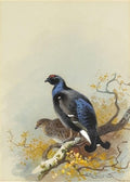 archibald thorburn black game A4 Photo Print