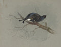 archibald thorburn black grouse in a tree A4 Photo Print