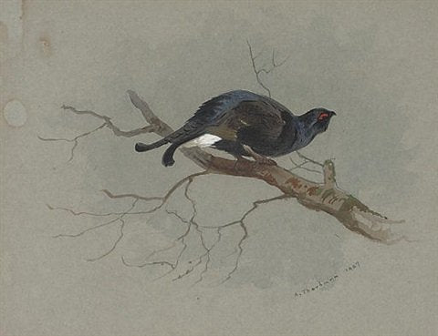 archibald thorburn black grouse in a tree A4 Photo Print