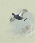 archibald thorburn black grouse in flight A4 Photo Print