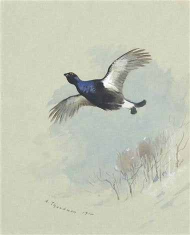 archibald thorburn black grouse in flight A4 Photo Print