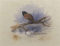 archibald thorburn black headed nun A4 Photo Print