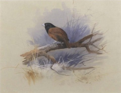 archibald thorburn black headed nun A4 Photo Print