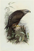 archibald thorburn black kite A4 Photo Print
