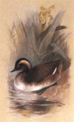 archibald thorburn black necked grebe A4 Photo Print