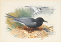 archibald thorburn black tern   great shearwater smllr 2 works A4 Photo Print