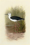 archibald thorburn black winged stilt himantopus melantopterus A4 Photo Print