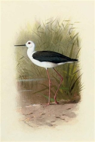 archibald thorburn black winged stilt himantopus melantopterus A4 Photo Print