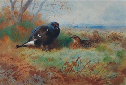 archibald thorburn blackcock and hen A4 Photo Print