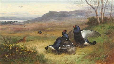 archibald thorburn blackcock displaying at the lek A4 Photo Print