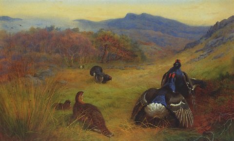 archibald thorburn blackcock fighting A4 Photo Print