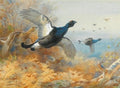 archibald thorburn blackcock forward A4 Photo Print