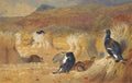 archibald thorburn blackcock in a field A4 Photo Print