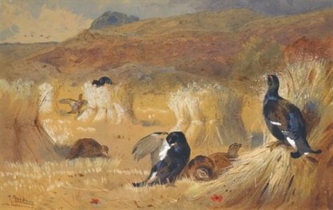 archibald thorburn blackcock in a field A4 Photo Print