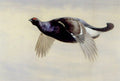 archibald thorburn blackcock in flight A4 Photo Print