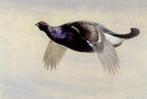 archibald thorburn blackcock in flight A4 Photo Print