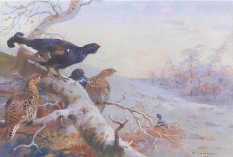 archibald thorburn blackcock in the snow A4 Photo Print