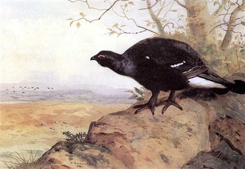 archibald thorburn blackcock A4 Photo Print