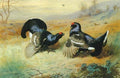 archibald thorburn blackcocks at the lek A4 Photo Print