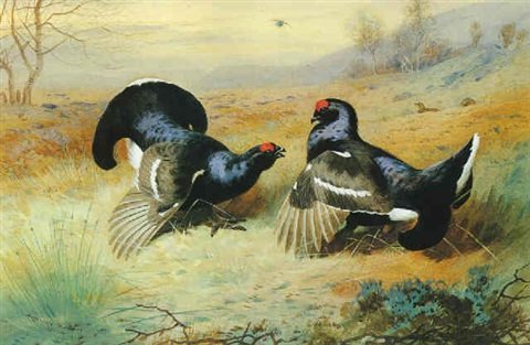 archibald thorburn blackcocks at the lek A4 Photo Print