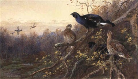 archibald thorburn blackgame at the edge of a wood A4 Photo Print