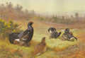 archibald thorburn blackgame at the lek A4 Photo Print