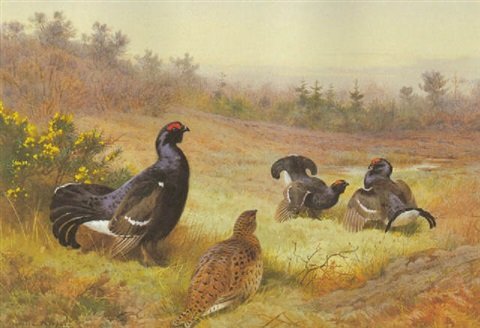 archibald thorburn blackgame at the lek A4 Photo Print