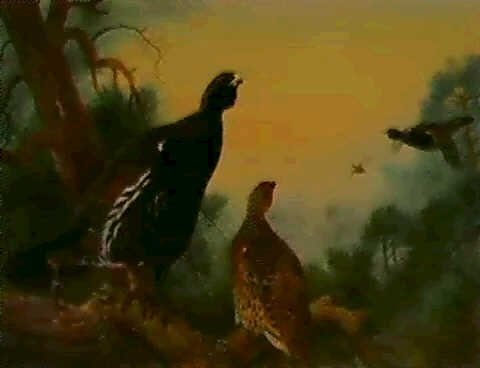 archibald thorburn blackgame in a pine forest A4 Photo Print