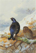 archibald thorburn blackgame in a tree A4 Photo Print