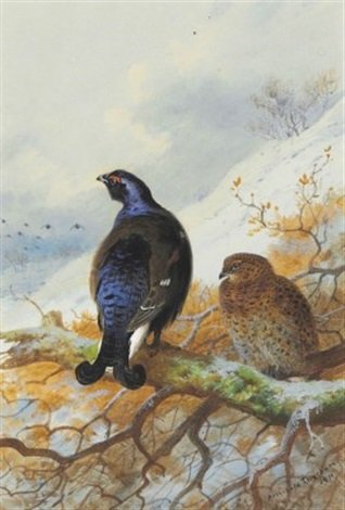 archibald thorburn blackgame in a tree A4 Photo Print